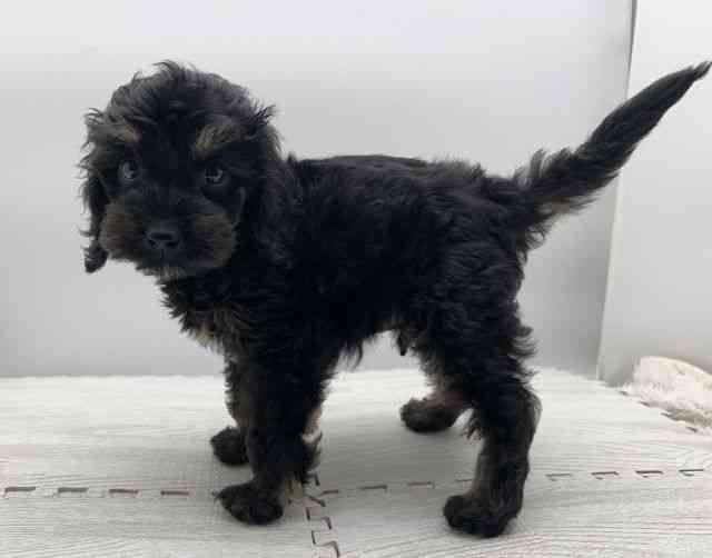 島根県のコッカプー(アメリカンコッカースパニエル×プードル) (ひごペットフレンドリーイオンモール出雲店/2025年8月30日生まれ/男の子/ブラックタン)の子犬の3枚目の画像