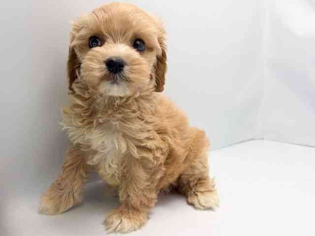 京都府のコッカプー(アメリカンコッカースパニエル×プードル) (ひごペットフレンドリー洛北阪急スクエア店/2025年8月30日生まれ/男の子/クリーム)の子犬の3枚目の画像