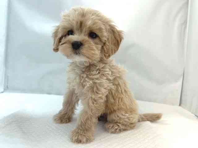 大阪府のコッカプー(アメリカンコッカースパニエル×プードル) (ひごペットフレンドリー堺プラットプラット店/2025年8月30日生まれ/男の子/クリーム)の子犬の3枚目の画像