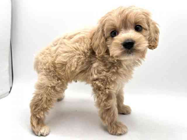 奈良県のコッカプー(アメリカンコッカースパニエル×プードル) (ひごペットフレンドリー田原本店/2025年8月30日生まれ/男の子/クリーム)の子犬の3枚目の画像