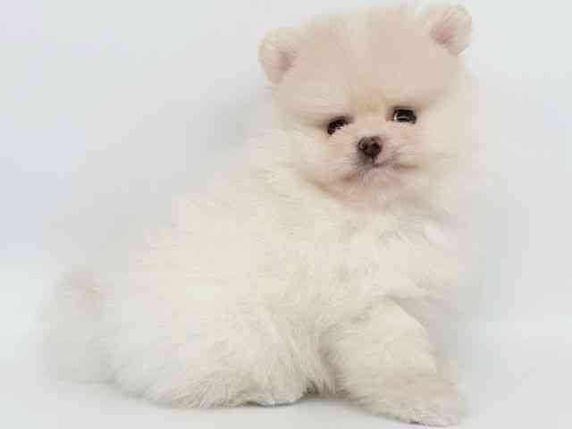 大阪府のポメラニアン (ひごペットフレンドリー瓜破店/2025年9月2日生まれ/男の子/クリーム)の子犬の3枚目の画像