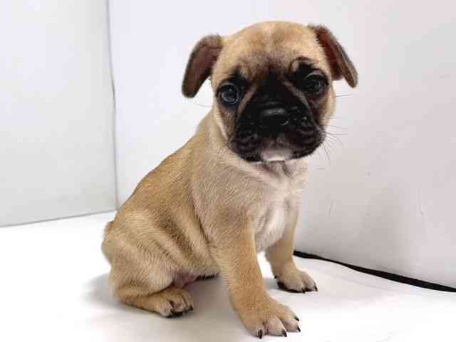 奈良県のフレンチブルドッグ (ひごペットフレンドリー奈良パワーシティ店/2025年8月26日生まれ/女の子/フォーン)の子犬の3枚目の画像