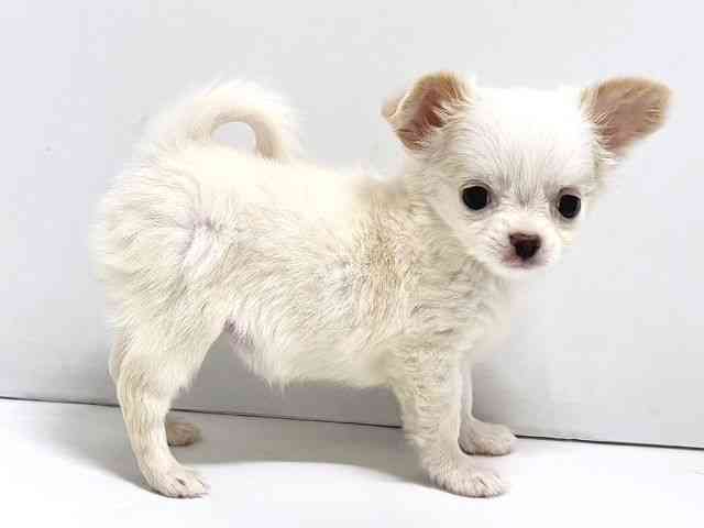 奈良県のチワワ(ロング) (ひごペットフレンドリー奈良パワーシティ店/2025年8月31日生まれ/女の子/ホワイトクリーム)の子犬の3枚目の画像