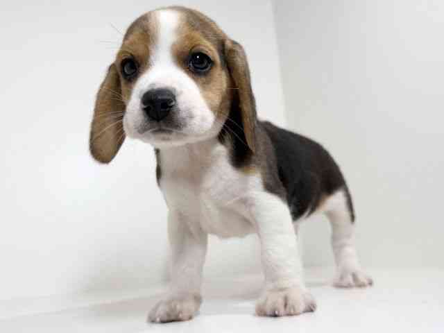 兵庫県のビーグル (ひごペットフレンドリーイトーヨーカドー明石店/2025年8月30日生まれ/男の子/ブラックタンホワイト)の子犬の3枚目の画像