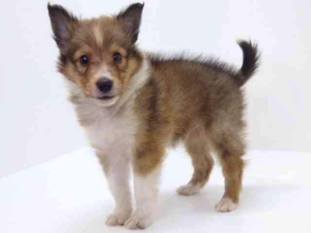 大阪府のシェットランドシープドッグ (ひごペットフレンドリーいこらもーる泉佐野店/2025年9月1日生まれ/男の子/セーブルホワイト)の子犬の3枚目の画像