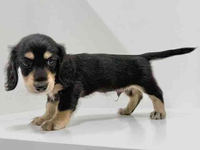 奈良県のミニチュアダックスフンド(ロング) (ひごペットフレンドリーイオンモール橿原ウエストビレッジ店/2025年8月27日生まれ/男の子/ブラックタン)の子犬の3枚目の画像