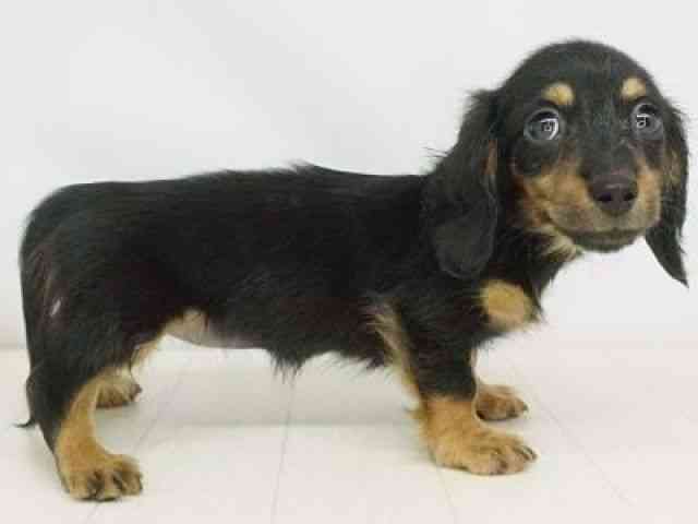 福岡県のカニンヘンダックスフンド(ロング) (ひごペットフレンドリーゆめタウン筑紫野店/2025年8月28日生まれ/女の子/ブラックタン)の子犬の3枚目の画像