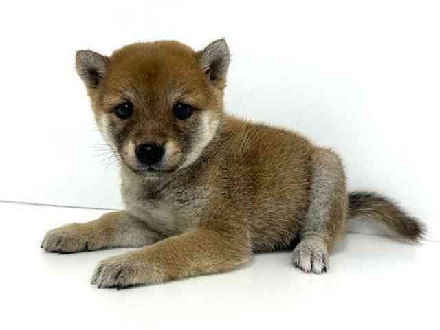 大阪府の柴犬(標準サイズ) (ひごペットフレンドリーベルファ2都島店/2025年8月30日生まれ/女の子/赤)の子犬の3枚目の画像