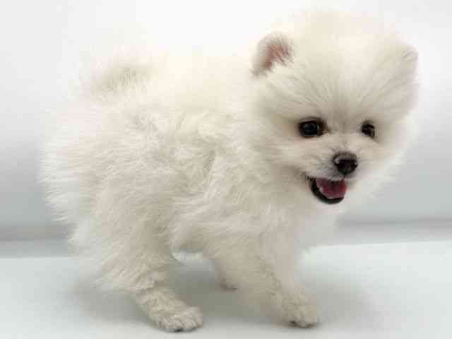 大阪府のポメラニアン (ひごペットフレンドリーららぽーとEXPOCITY店/2025年8月30日生まれ/女の子/ホワイト)の子犬の3枚目の画像