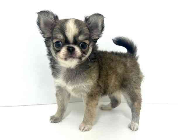 大阪府のチワワ(ロング) (ひごペットフレンドリーベルファ2都島店/2025年8月31日生まれ/女の子/レッドホワイト)の子犬の3枚目の画像