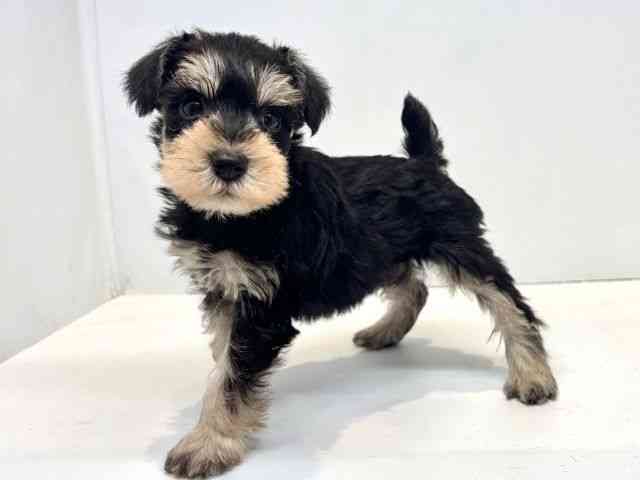 大阪府のミニチュアシュナウザー (ひごペットフレンドリーセブンパーク天美店/2025年9月1日生まれ/女の子/ブラックシルバー)の子犬の3枚目の画像