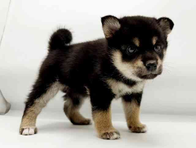 兵庫県の柴犬(標準サイズ) (ひごペットフレンドリーコロワ甲子園店/2025年9月2日生まれ/女の子/黒)の子犬の3枚目の画像