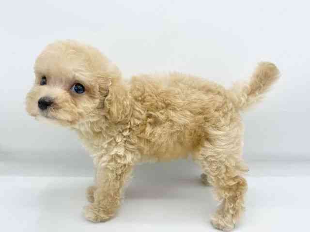 大阪府のトイプードル(トイ) (ひごペットフレンドリーららぽーとEXPOCITY店/2025年9月3日生まれ/男の子/オレンジフォーン)の子犬の3枚目の画像