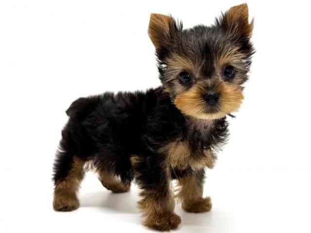 大阪府のヨークシャーテリア (ひごペットフレンドリーくずはモール店/2025年9月1日生まれ/男の子/スチールブルータン)の子犬の3枚目の画像