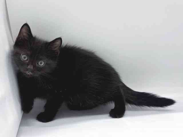京都府のアメリカンショートヘアー (ひごペットフレンドリー京都店/2025年9月3日生まれ/男の子/ブラック)の子猫の3枚目の画像