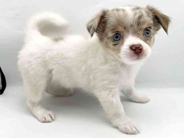 奈良県のチワワ(ロング) (ひごペットフレンドリートナリエ大和高田店/2025年9月1日生まれ/女の子/チョコレートマールホワイト)の子犬の3枚目の画像