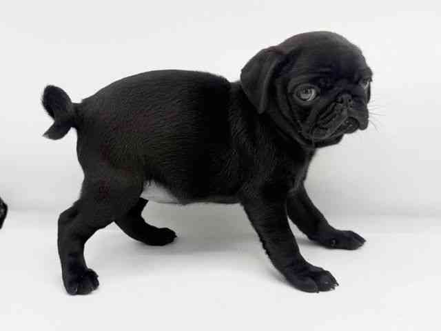 大阪府のパグ (ひごペットフレンドリーららぽーとEXPOCITY店/2025年9月3日生まれ/女の子/ブラック)の子犬の3枚目の画像