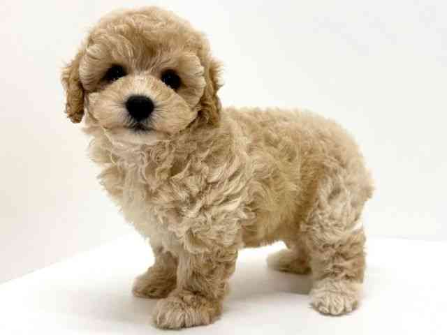 大阪府のトイプードル(トイ) (ひごペットフレンドリーくずはモール店/2025年8月27日生まれ/女の子/クリーム)の子犬の3枚目の画像