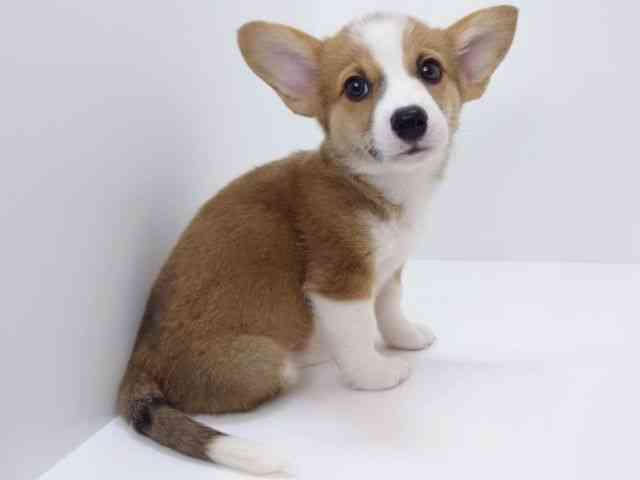 大阪府のウェルシュコーギーペンブローク (ひごペットフレンドリーいこらもーる泉佐野店/2025年8月31日生まれ/男の子/レッドホワイト)の子犬の3枚目の画像