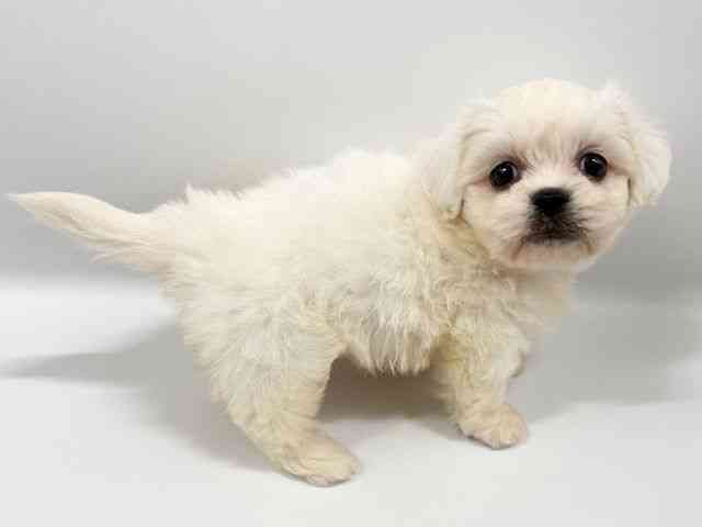 大阪府のハーフ犬・ミックス犬 (ひごペットフレンドリーイオンタウン豊中庄内店/2025年9月2日生まれ/女の子/ホワイト)の子犬の3枚目の画像