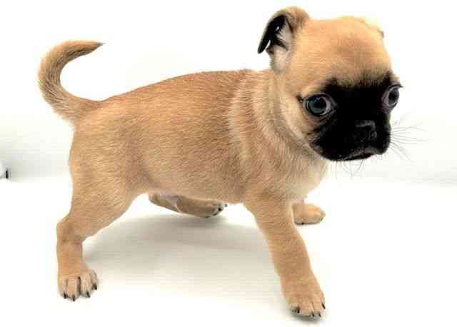 島根県のチワパグ/パグチー(チワワ×パグ) (ひごペットフレンドリーイオン松江ショッピングセンター店/2025年9月2日生まれ/男の子/フォーン)の子犬の3枚目の画像