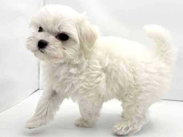 兵庫県のマルチーズ (ひごペットフレンドリークラウンパーク伊丹店/2025年9月4日生まれ/男の子/ホワイト)の子犬の3枚目の画像