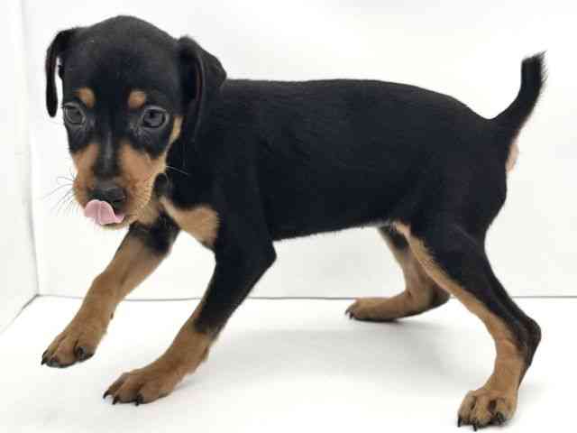 兵庫県のミニチュアピンシャー (ひごペットフレンドリークラウンパーク伊丹店/2025年9月3日生まれ/女の子/ブラックタン)の子犬の3枚目の画像