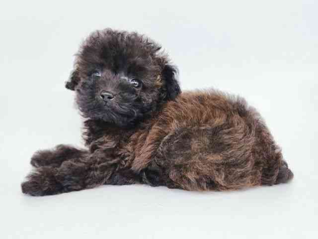 大阪府のトイプードル(トイ) (ひごペットフレンドリー泉ヶ丘店/2025年8月20日生まれ/女の子/ブリンドル)の子犬の3枚目の画像