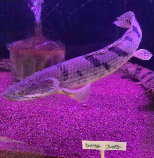 fwWB