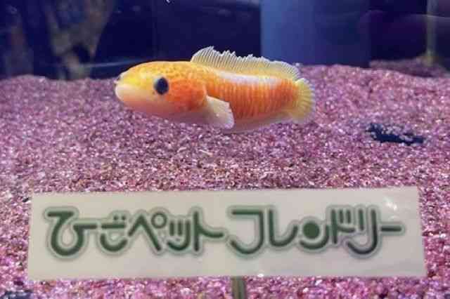 RE^C