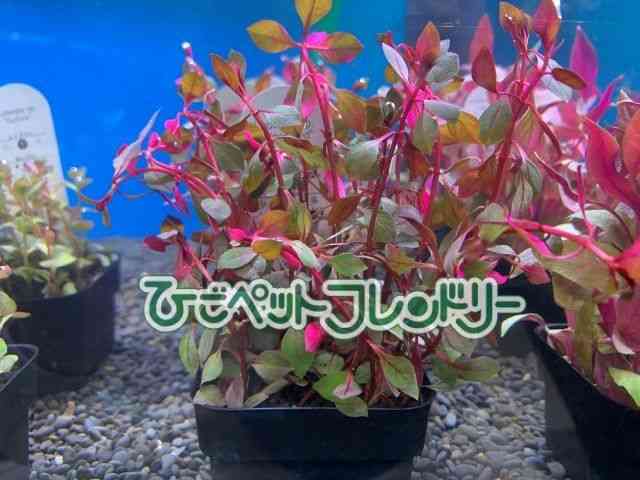 񂹐A