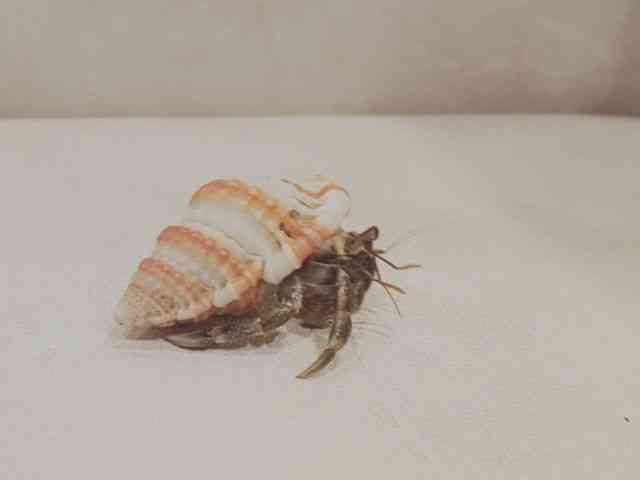 IJhJ