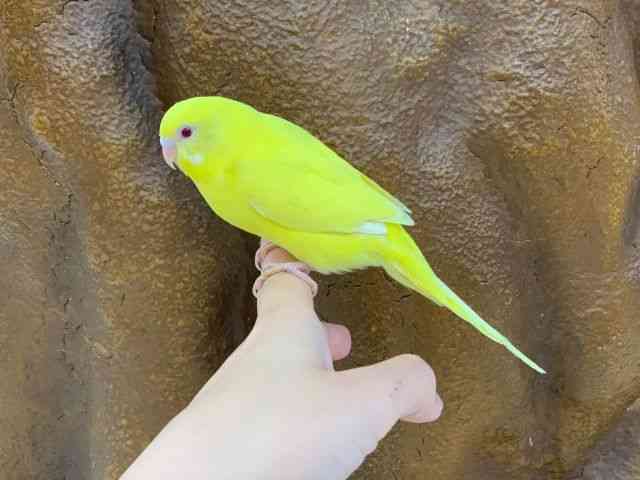 ZLZCCR