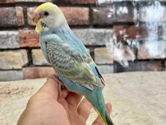 ZLZCCR
