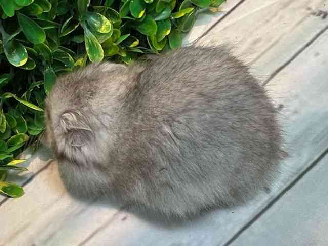 S[f