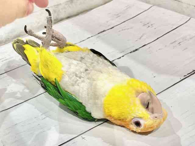 ̑iCREIEnj