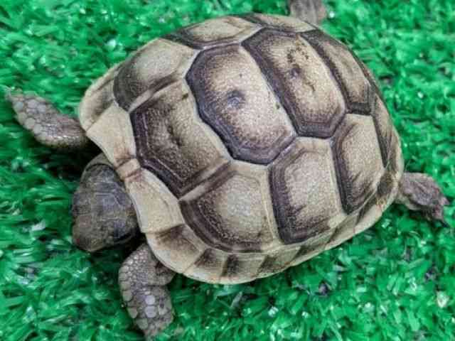 MVNK