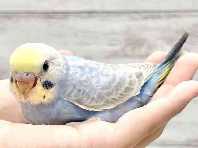 ZLZCCR