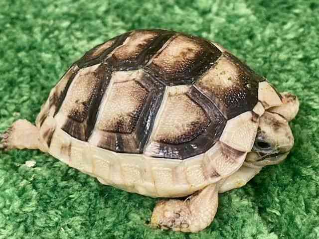 ̑iKnj