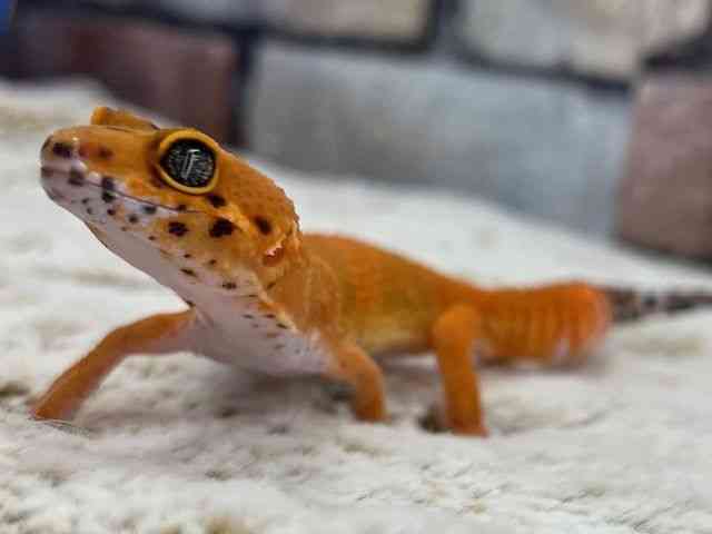 qEgJQhL