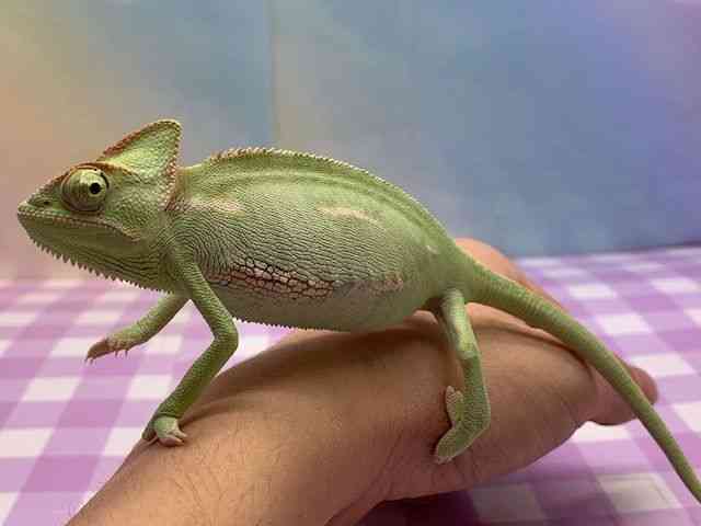 G{VJI