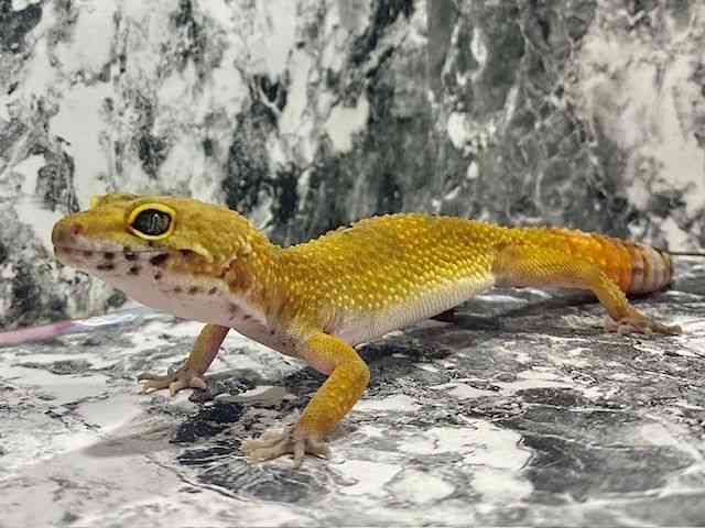 qEgJQhL