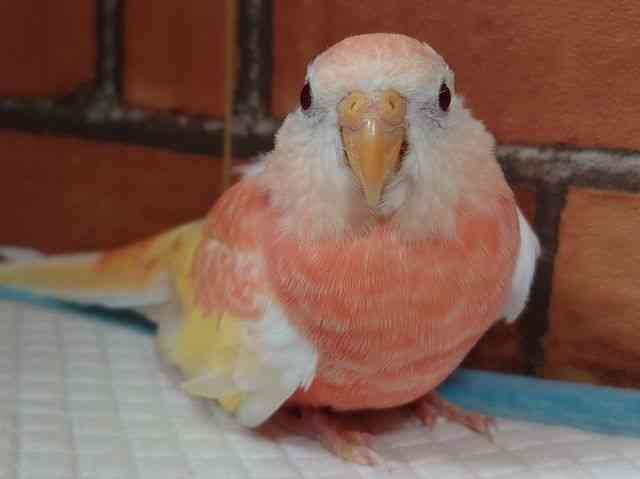 ALNTCR
