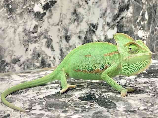 G{VJI