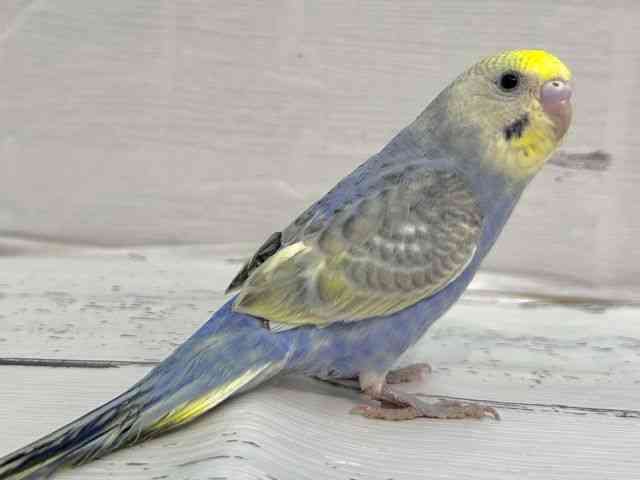 ZLZCCR