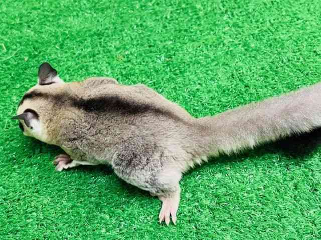 tNK