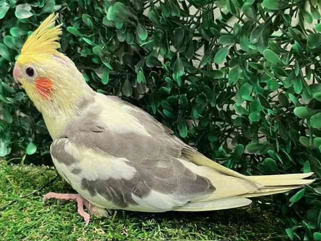 IJCR