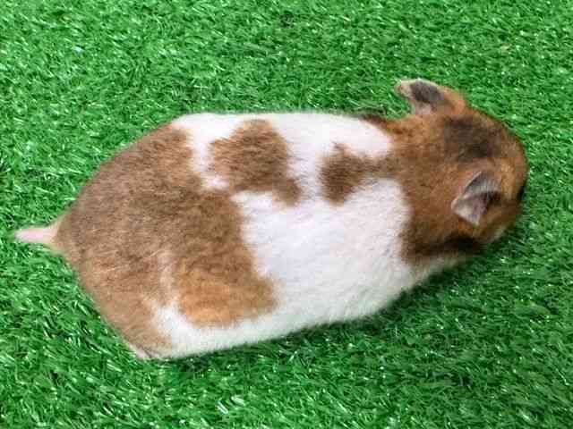 S[f