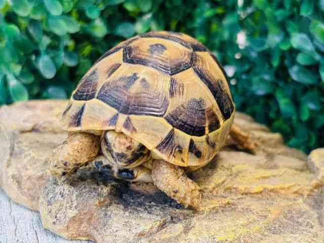 MVNK