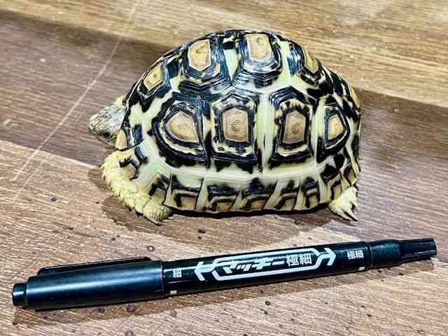 qEK